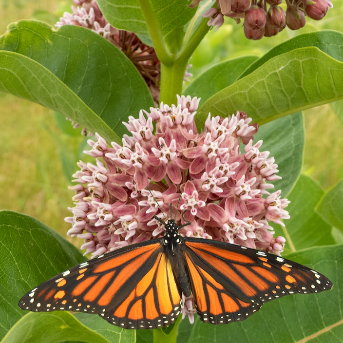 Common milkweed pink-purple flowers with green leaves representing milkweed seeds plant