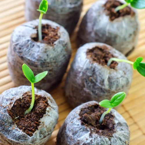 *FREE GIFT* All-in-1 Roma Tomato Seed Kit!