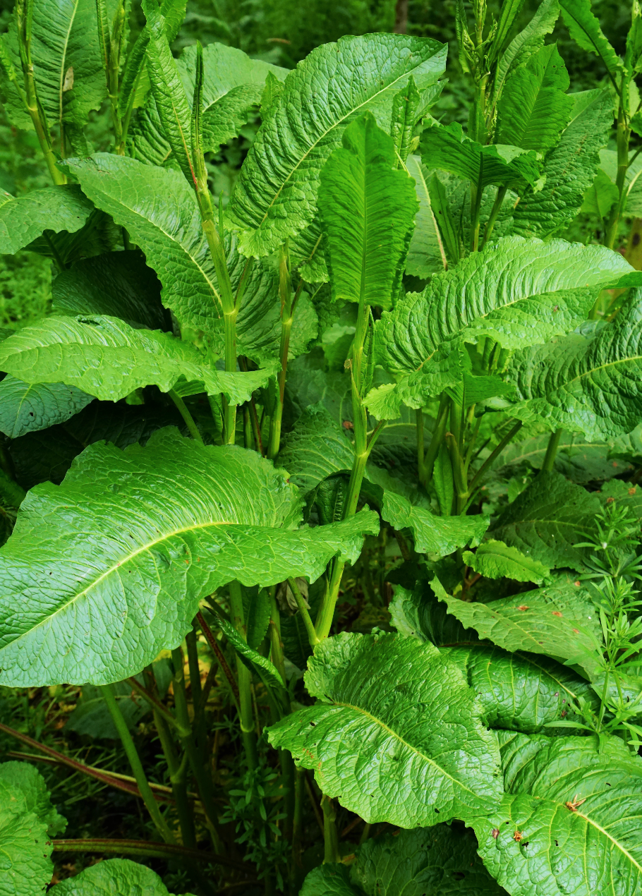 Sorrel Large Leaf herb plant with large green arrow-shaped leaves in garden soil