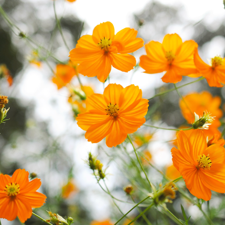 Bright orange sulphur cosmos flowers in a garden bed attracting butterflies