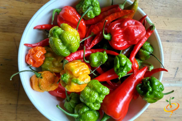 *NEW!* SUPER HOT PEPPERS! πΆοΈπ₯π₯΅ Garden Variety Pack