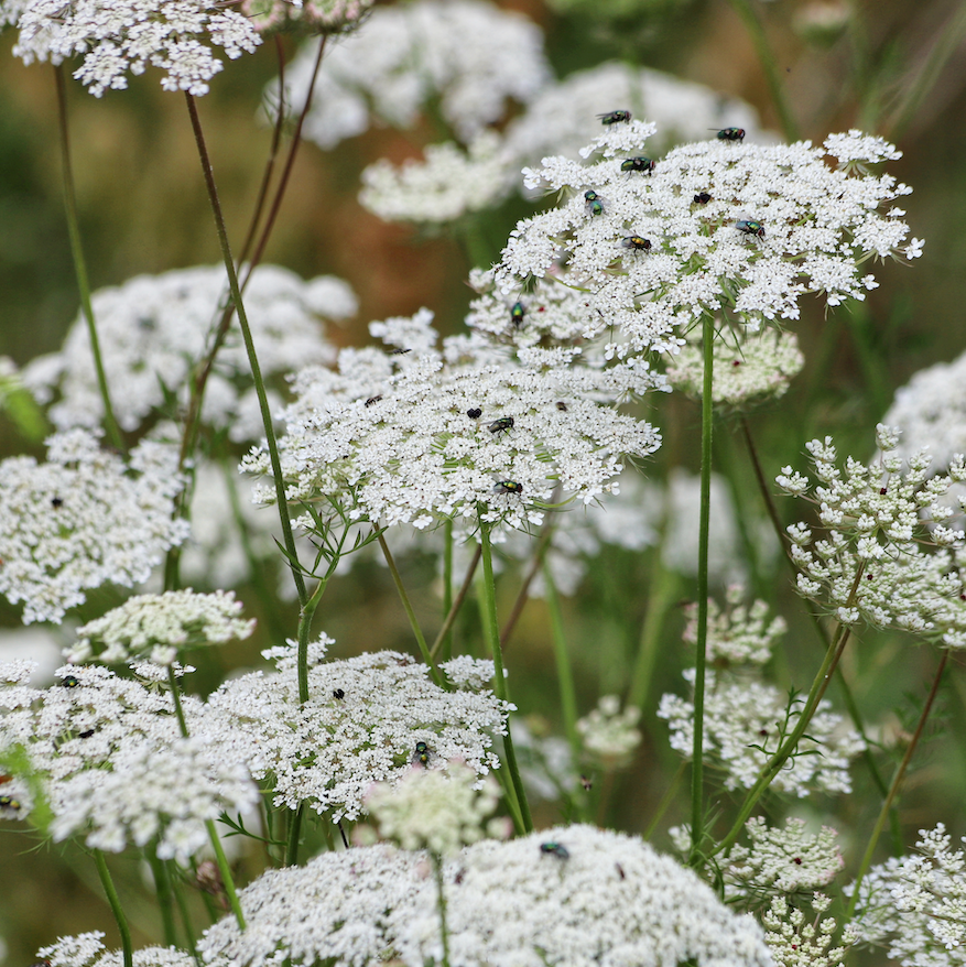 Buy Ammi majus Queen Anne's Lace White Bishop Flower Seeds from USA!