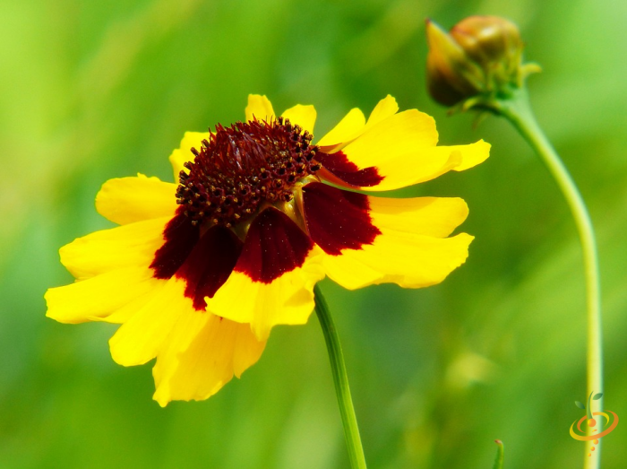 Wildflowers partial shade scatter garden seed mix featuring plains coreopsis and other colorful wildflower blooms.