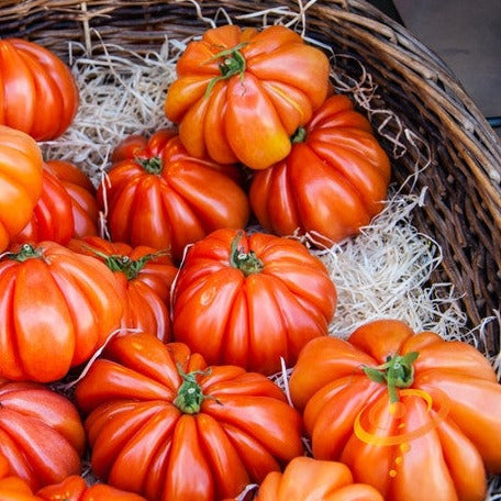 Basket of ripe Ponderosa Red Beefsteak tomatoes with bright red, ribbed, large fruit