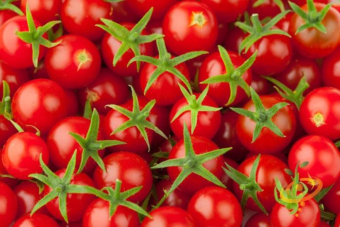 Tiny Tim tomato seeds from SeedsNow, small determinate tomato plant with vibrant red tomatoes in a garden setting.