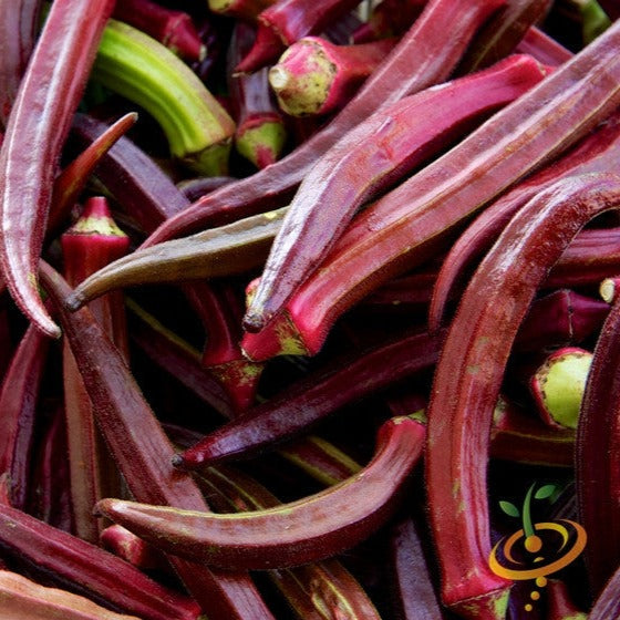 Red Burgundy Okra Seeds for Sale Online from USA | Easy to Grow