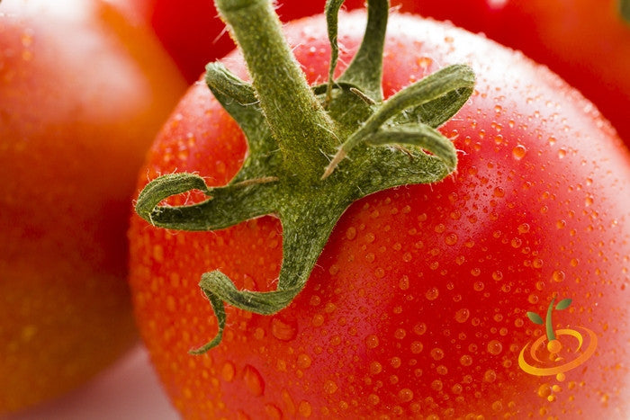 Close-up of fresh red Rio Grande Tomato with water droplets