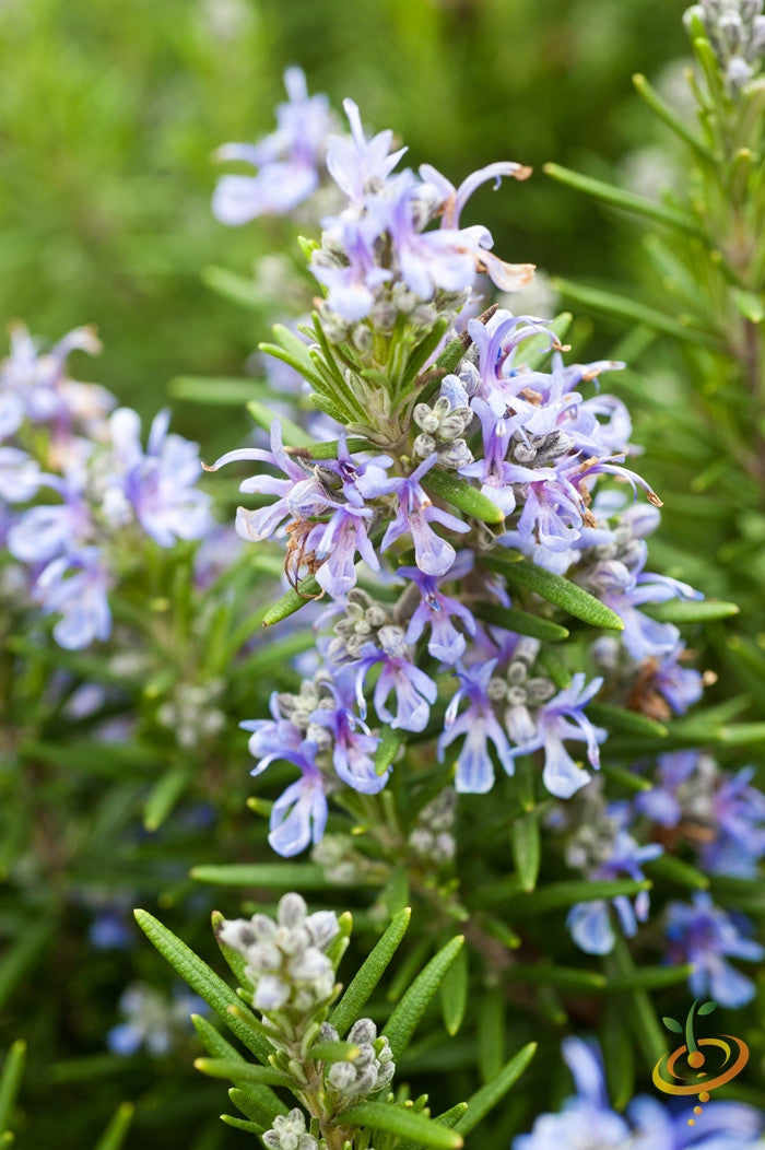Fresh rosemary seeds from SeedsNow, small brown seeds ideal for planting rosemary herb in garden or pots.