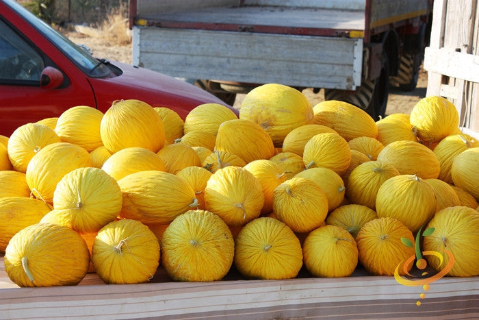 Golden Amarillo Oro melon seeds from SeedsNow, showing vibrant yellow melon seeds on a white background.