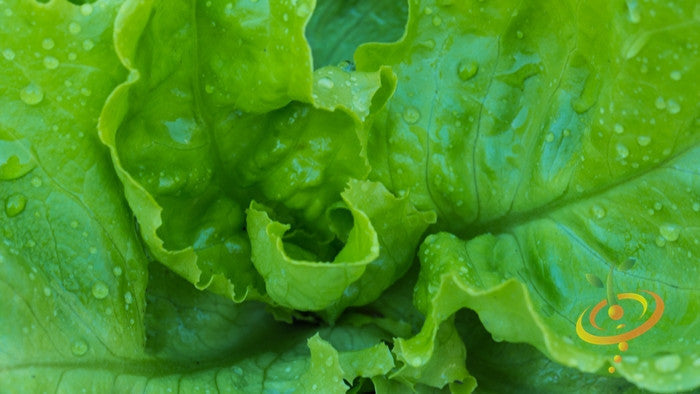 Fresh winter density lettuce from SeedsNow, green leafy vegetable seed package ready for planting.