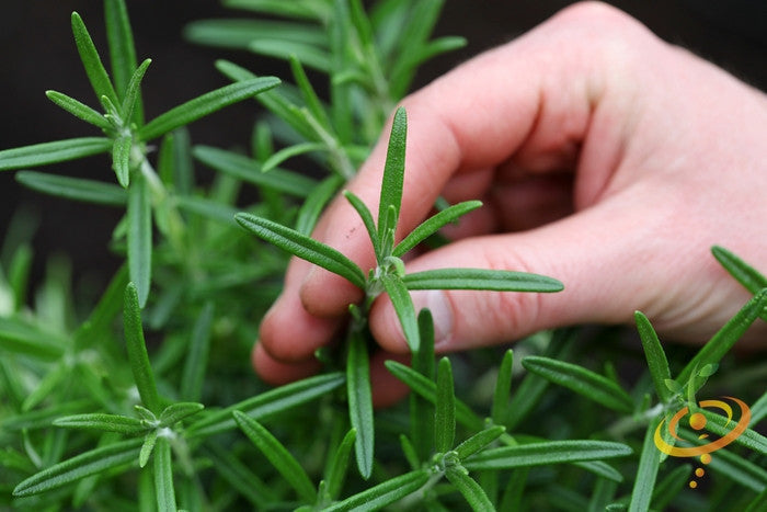 Close-up of rosemary seeds from SeedsNow, showing small, brown seeds on a neutral background for planting and gardening.