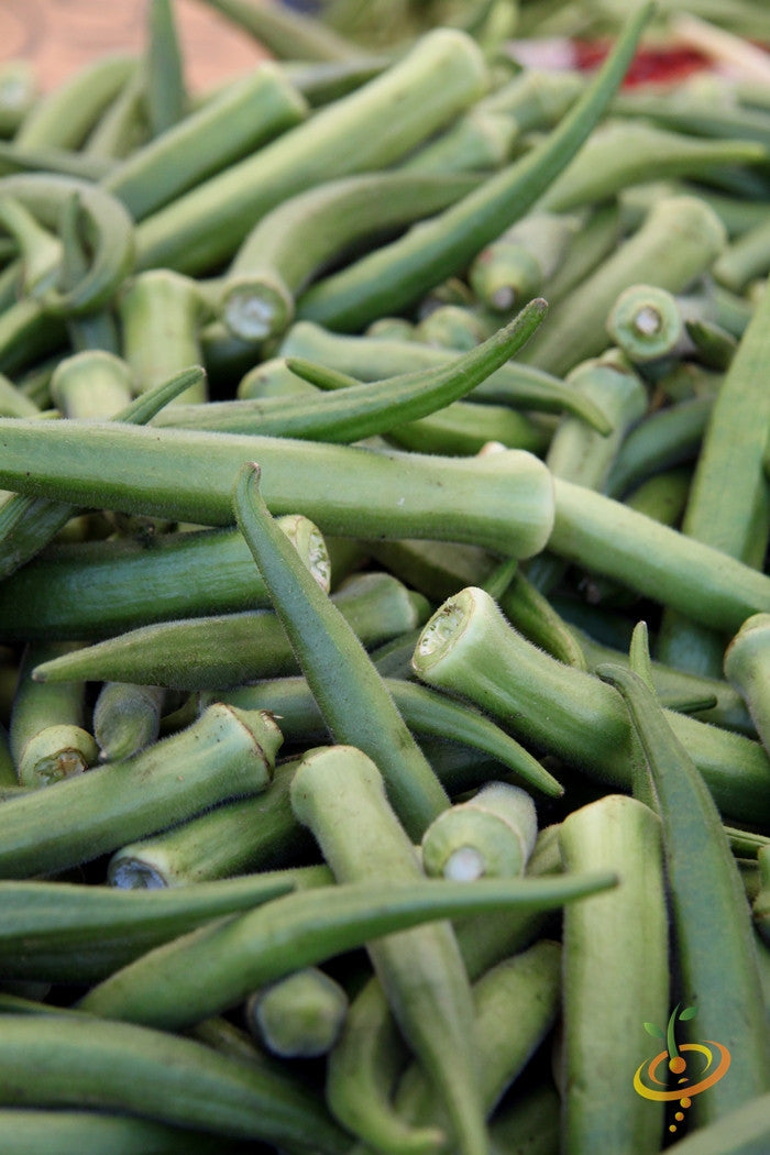 Close-up of fresh green Dwarf Long Pod okra pods piled together
