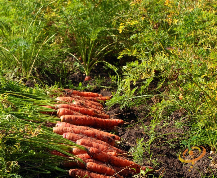 Freshly harvested Carrot - Autumn King variety with green tops lying on garden soil among carrot plants