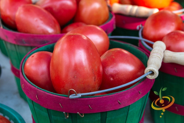 Basket of ripe Roma tomatoes for sauce and paste cooking