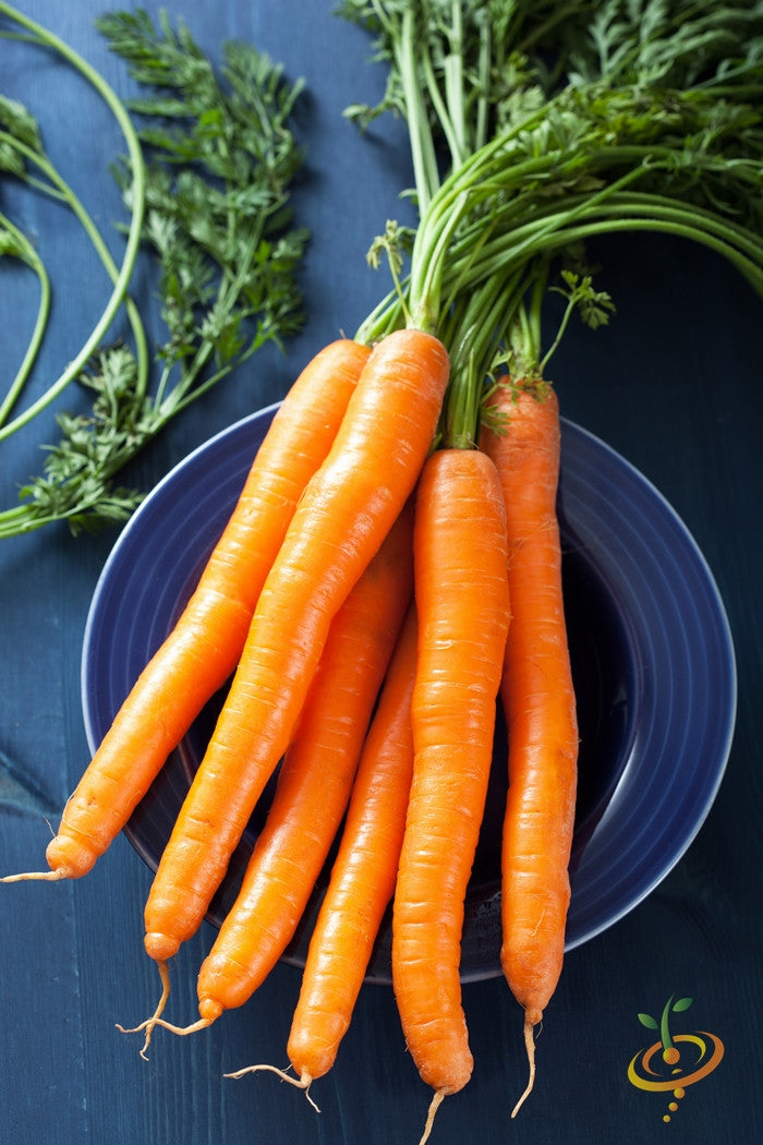 Fresh 7-inch long Tendersweet carrots with green tops on a blue plate