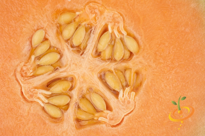 Close-up of Melon (Honeydew) orange flesh seeds inside ripe fruit