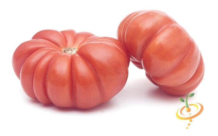Two large pink Brandywine tomatoes with ribbed shoulders on a white background