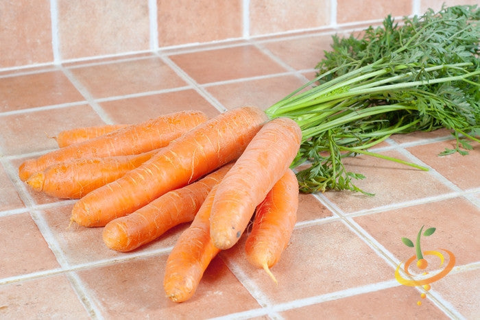 Fresh Autumn King carrots with green tops on tiled surface, bright orange and long variety