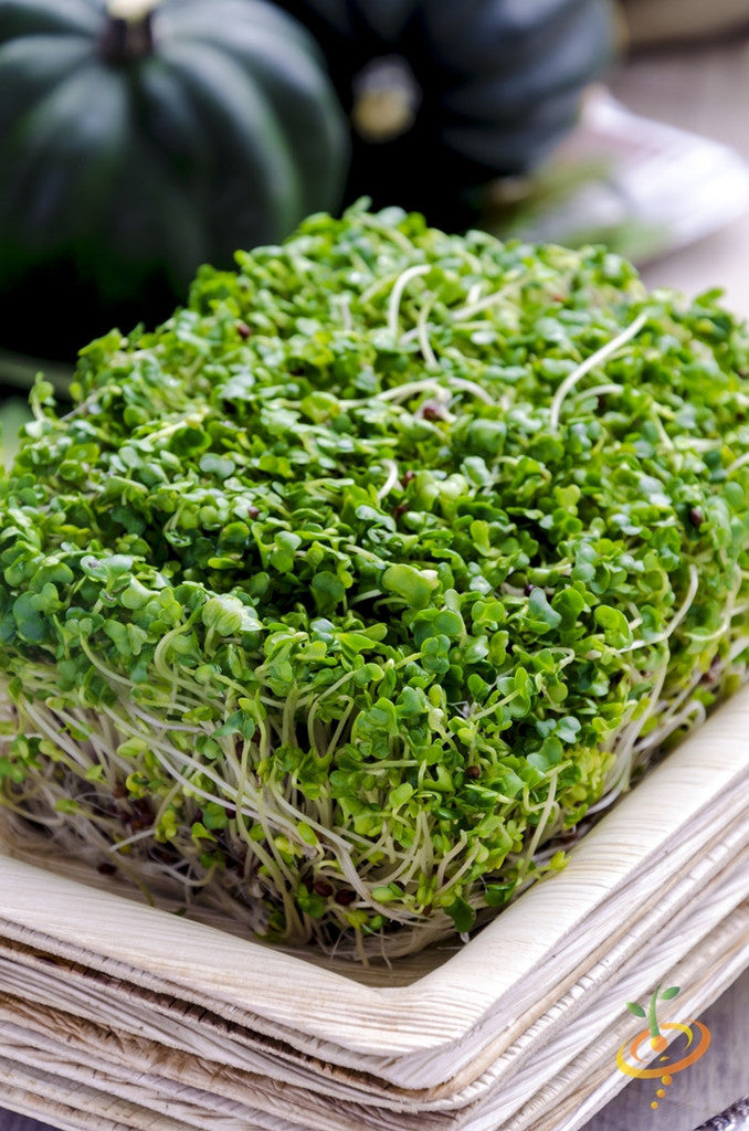 fresh green sprouts from sprouts seed bank growing block on wooden plate