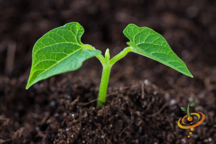 Young King of the Garden lima bean seedling sprouting in soil with logo