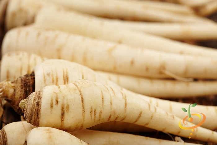 Close-up of fresh Harris Model parsnips with pale skin and tapered shape