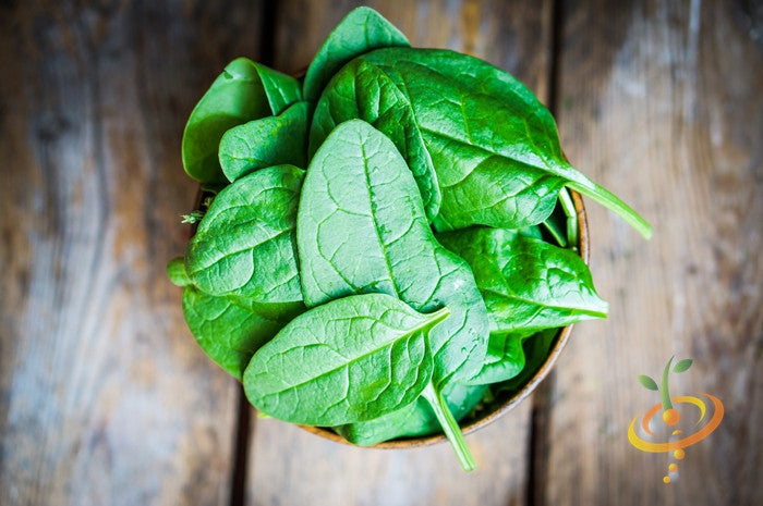 Fresh dark green Noble Giant spinach leaves in a bowl on wooden surface