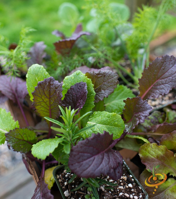Giant Red mustard green plants with bright purple-tinted leaves and green midribs growing in a garden pot