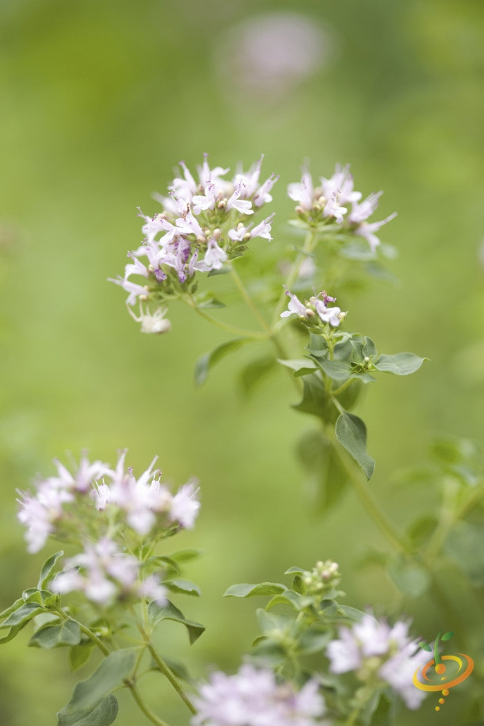Fresh Greek oregano seeds from SeedsNow, showing small dried oregano seeds suitable for planting or culinary use.