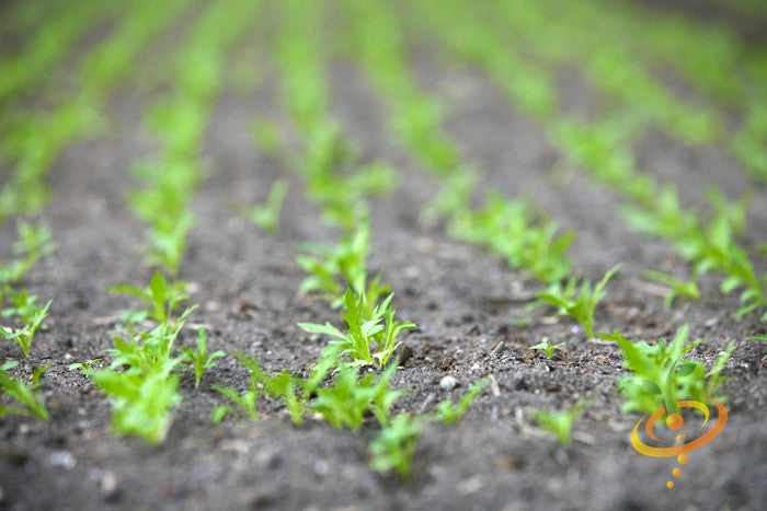 Young mustard mizuna seedlings growing in soil rows outdoors in a garden