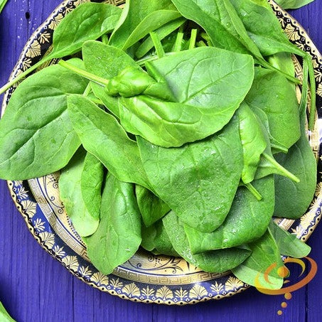 Buy Noble Giant Spinach seeds online from the USA