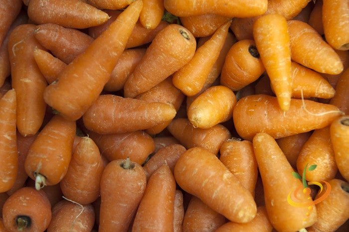 Close-up of fresh orange Chantenay carrots showing short, thick roots and smooth skin.