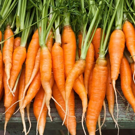 Shop for Autumn King Carrot seeds to buy online in the USA. Deep orange color, 10"-12 long". Open-pollinated OP, USA-quality, Heirloom, NON-GMO organic seeds & more!