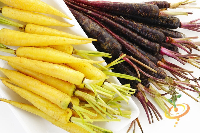 Yellow carrot seedling from SeedsNow, 8-inch long Amarillo variety, ready for planting in garden or farm.