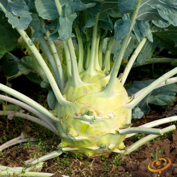 Kohlrabi Delicatesse plant with round bulb and leafy stems growing in soil