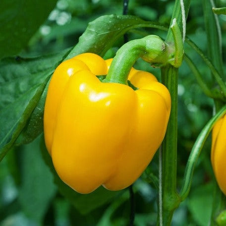 Bright yellow Sunbright sweet pepper growing on plant with green leaves