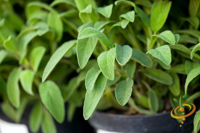 Sage broadleaf seeds from SeedsNow, small green seeds suitable for planting in herb gardens.