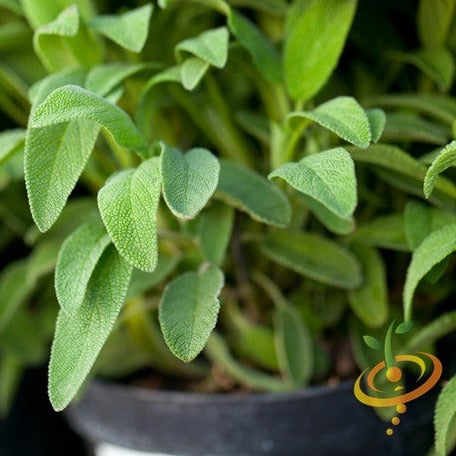 Buy Sage Broadleaf Seeds Online from the USA | Easy to Grow Herb