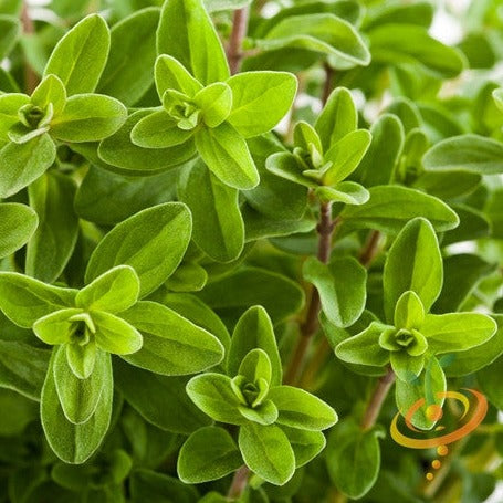 Buy Sweet Marjoram seeds online from the USA. Use fresh or dried for flavorful dishes or add to potpourri. Ideal for small containers, reaches maturity in 90 days!
