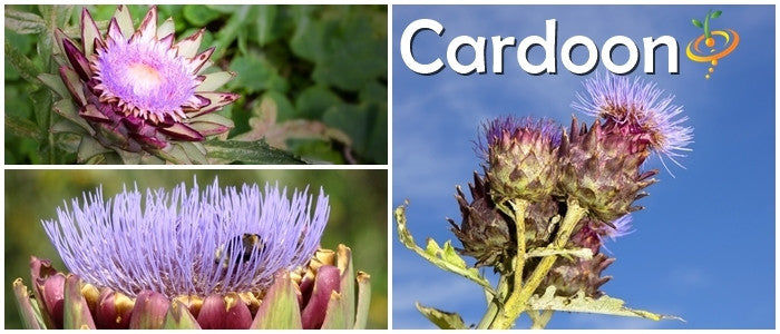 Purple Cardoon seeds from SeedsNow, showing a close-up of the vibrant artichoke thistle plant with spiky purple leaves.