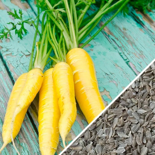 Yellow Amarillo carrot seeds from SeedsNow, 8-inch long carrot variety, shown in a close-up image of seed packets.