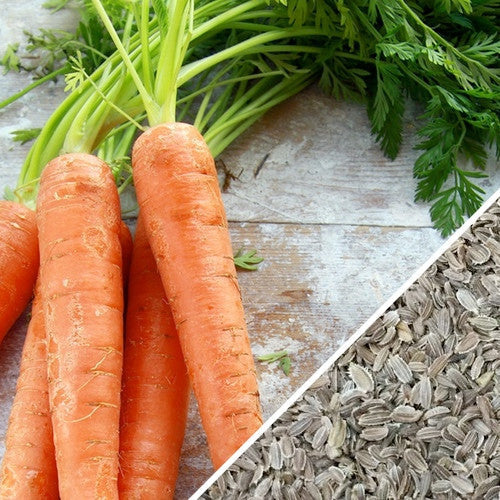 Pack of Danvers carrot seeds from SeedsNow, showing small seed packets with colorful branding and product label.