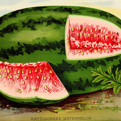 Georgia Rattlesnake watermelon seed packet from SeedsNow, showcasing vibrant watermelon seeds and ripe fruit.