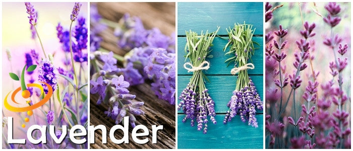 English lavender flower seeds from SeedsNow, showing fresh lavender seed packets with vibrant purple lavender flowers.