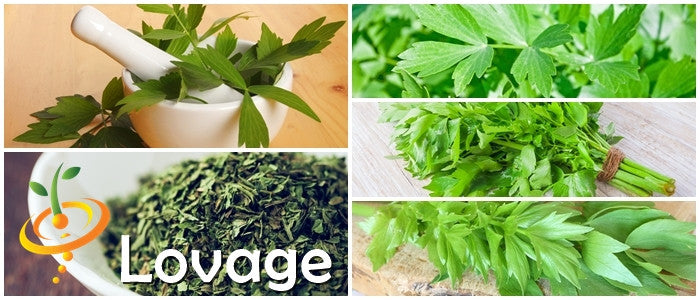 Fresh lovage seeds from SeedsNow, ready for planting in herb gardens or culinary use.