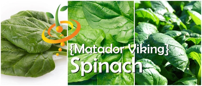 Fresh green Matador Viking spinach leaves from SeedsNow, showcasing healthy, vibrant spinach ready for harvest.