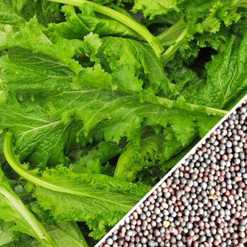Old Fashion mustard seeds from SeedsNow, close-up of small yellow seeds in a natural setting, ideal for planting or culinary use.