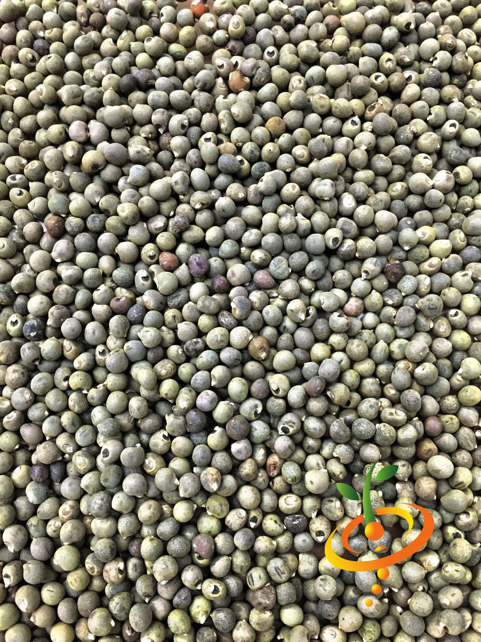 Close-up of Okra Clemson Spineless seeds piled together