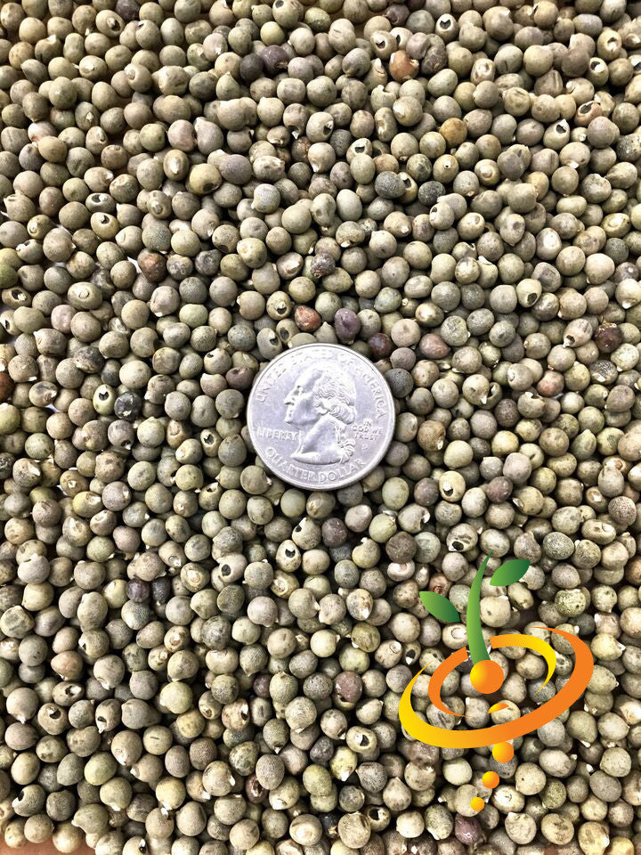 Close-up of Okra Clemson Spineless seeds with a US quarter for size comparison