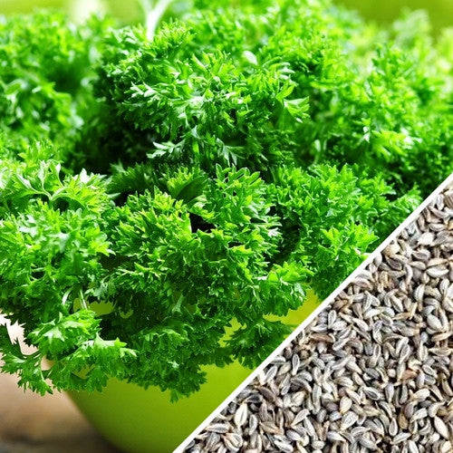 Fresh green parsley plant with vibrant leaves, grown from SeedsNow evergreen parsley seeds, ready for culinary use.