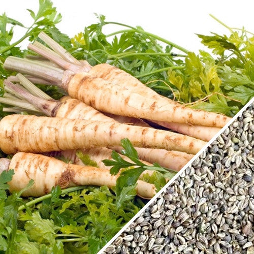 Rooted Hamburg parsley seeds from SeedsNow showing fresh green parsley plants ready for planting.